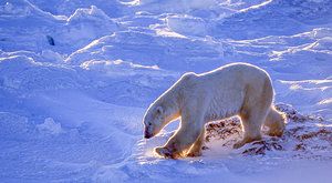 Záhady permafrostu: Co skrývá věčně zmrzlá půda?