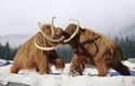 Mamuti zmizeli ze Sibiře před deseti tisíci lety, permafrost dodnes ukrývá jejich pozůstatky