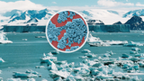 Hrozí světu další pandemie? Vědci varují před arktickými „zombie viry“