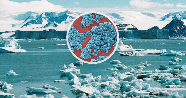 Hrozí světu další pandemie? Vědci varují před arktickými „zombie viry“