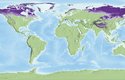 Permafrost je svrchní vrstva litosféry, která má i v létě teplotu 0 °C nebo nižší. Tmavě fialová označuje výskyt souvislého permafrostu, který zabírá víc než 80 % plochy. Světleji je vyznačen nesouvislý permafrost (30 až 80 %) a nejsvětleji ostrovní permafrost (zabírá méně než 30 % plochy)