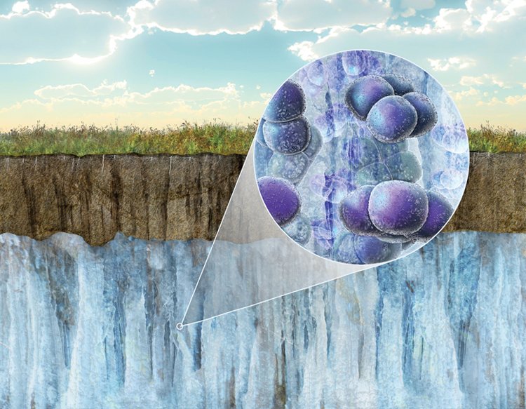 Permafrost může mít mocnost pár centimetrů až téměř 1,5 km. Spodní vrstvy obývají takzvané extremofilní bakterie, které snesou i teplotu –25 °C