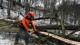 Na hradě Pernštejn v Nedvědicích začala kácením stromů obnova historické zahrady. Práce včetně restaurování historických objektů mají být dokončeny nejpozději v září 2020. Projekt obnovy zahrady si vyžádá kolem 100 milionů korun.