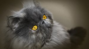Kočičí plemena: Perská kočka - Lenoch, který proválí celý den