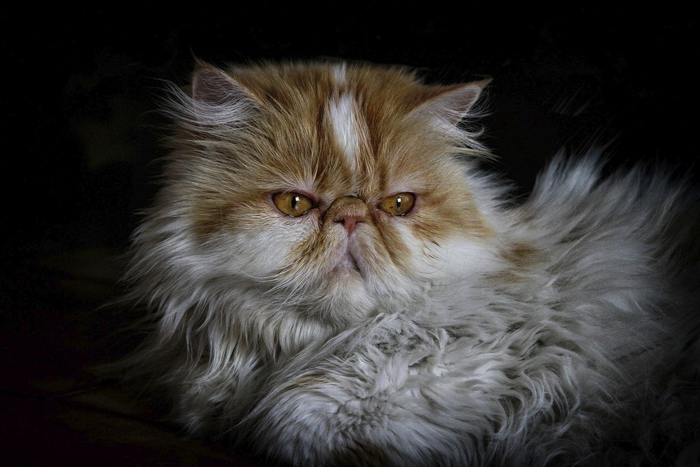 Perská kočka vyžaduje zvýšenou péči o srst a oči