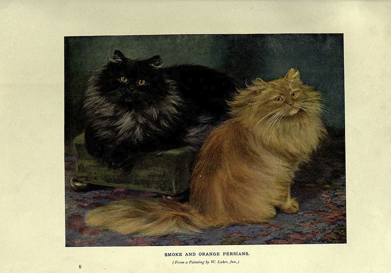Perské kočičky na plátně