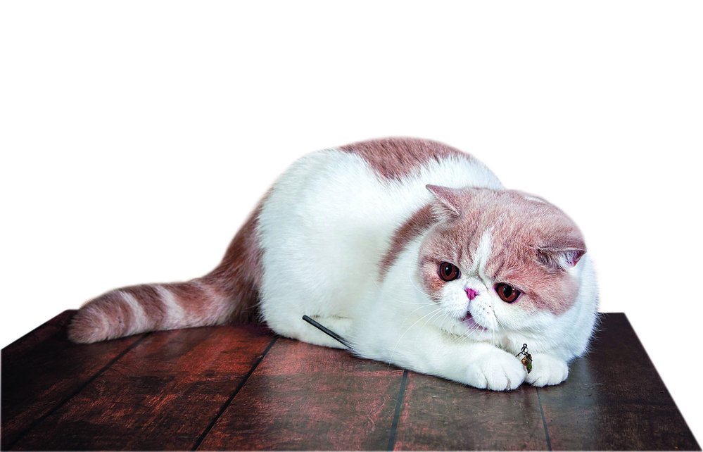 Perské kočky jsou tak trochu „gaučáci“, vyhovuje jim chov v bytě