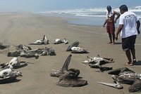 Na pláži leželo 1200 mrtvých pelikánů, co je zabilo?
