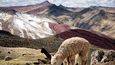 Stáda domestikovaných lam a alpak se pasou i v nadmořských výškách téměř pěti tisíc metrů nad mořem