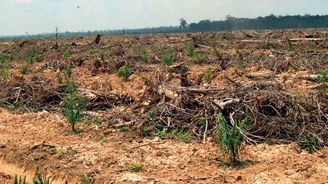 Palmový olej místo jaguárů aneb Jak kolonizace mění peruánskou Amazonii před očima Palmový olej místo jaguárů aneb Jak kolonizace mění peruánskou Amazonii před očima