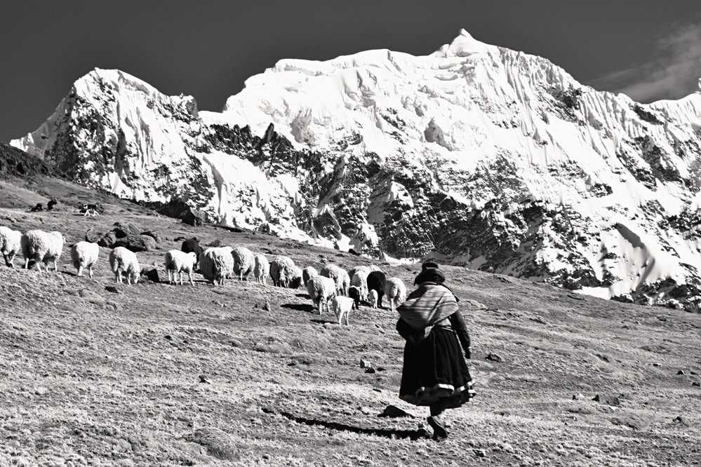 Kečuánská indiánka vede své stádo lam, alpak a ovcí přes vysokohorský průsmyk do vedlejšího údolí