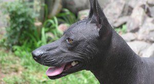 Psí plemena: Peruánský naháč, pes bez srsti pro alergiky