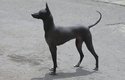 Peruánský naháč je pes bez srsti a tím pádem alternativou pro alergiky