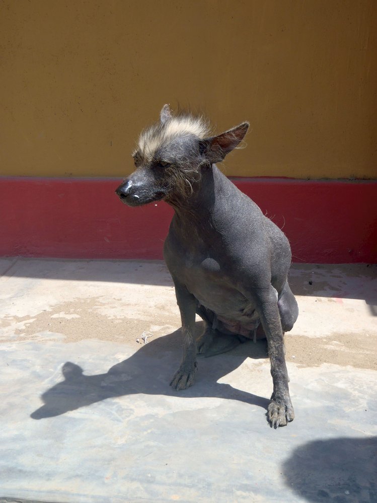 Peruánský naháč je pes bez srsti a tím pádem alternativou pro alergiky