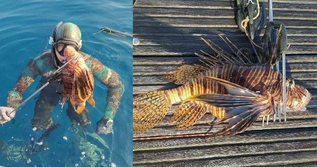 Nebezpečí na Jadranu: U břehů Chorvatska chytili jedovatou rybu, množí se stále víc