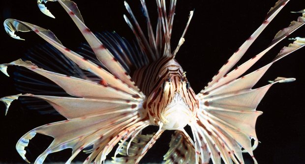 Žraví perutýni: Nebezpečná krása z akvária