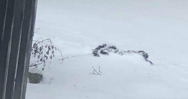 Na zahradě domu v Adolfovicích zřejmě umrzl pejsek: Uvázaný na řetězu nepřežil krutou zimu! 
