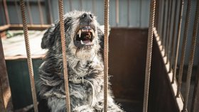 Agresivní pes – ilustrační foto