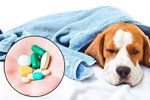 Brát psí antibiotika?
