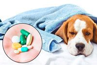 Ivan polykal antibiotika určená pro psa, nechtělo se mu k doktorce. Experti se hrozí