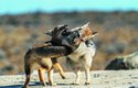 Pes argentinský byl – stejně jako jiné „falešné lišky“ – loven pro svoji kožešinu