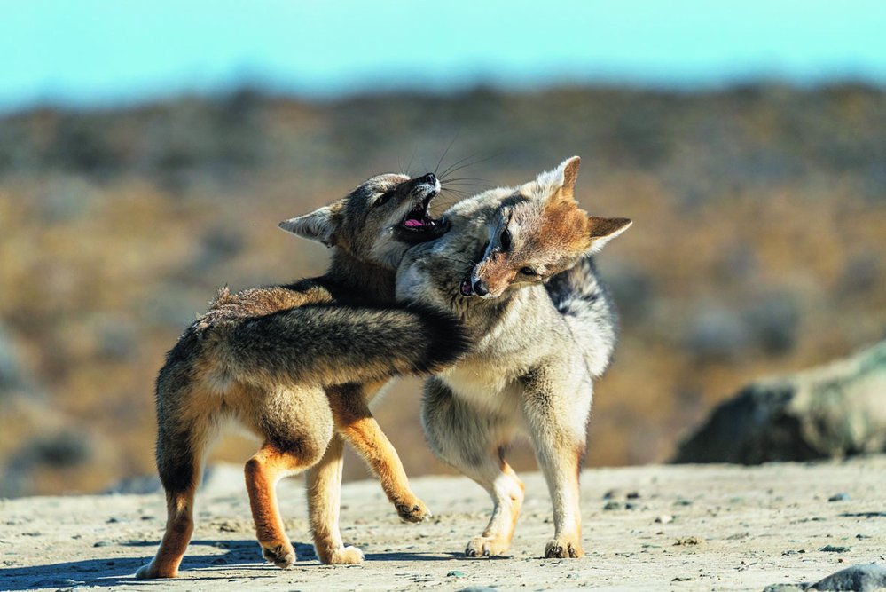 Pes argentinský byl – stejně jako jiné „falešné lišky“ – loven pro svoji kožešinu