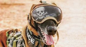 Pes v armádě: Jaké jsou nejmodernější technologie pro válečné psy? 