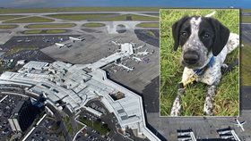 Policejní pes Grizz byl zastřelen na letišti v Aucklandu.