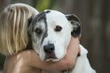 Nová studie šokuje chovatele po celém světě: Pes může být autista!