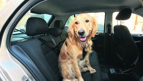 Speciální popruhy se připínají k bezpečnostním pásům. Umožňují psovi v autě na sedačce sedět i ležet, zabrání mu ale ve skákání po celém autě. V případě nehody udrží čtyřnohého miláčka na místě.