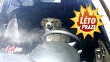 Pes ve vedru zavřený v autě? Může to být jeho smrt, nenechte ho uškvařit