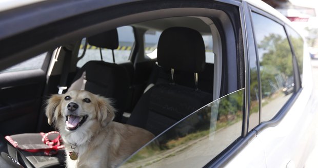 Nenechávejte svého mazlíčka v autě. Líp mu bude doma u otevřeného okna.