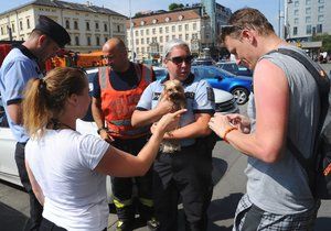 Pejska uvězněného v rozpáleném autě vysvobodili hasiči.