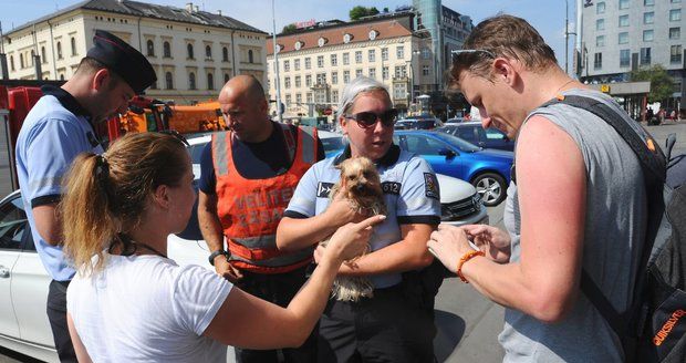 Pejsek se vařil v rozpáleném autě na Florenci! Vyčerpané zvíře vysvobodili hasiči