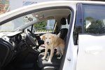 Cestování v autě se psem má svá zákonná pravidla (ilustrační foto)
