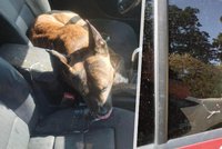 Smrt psa v rozpáleném autě v Hluboké nad Vltavou: Policisté obvinili majitele!