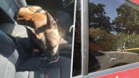 Pes trpěl téměř hodinu v rozpáleném autě: Veterinářka už mu nedokázala pomoci