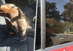 Majitelé psa šli do zoologické zahrady a v rozpáleném autě nechali pejska Démona.