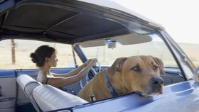 Způsob přepravy záleží především na velikosti zvířete a auta, které používáte. Psi nad 45 kilogramů na sedadla vůbec nepatří.