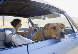 Způsob přepravy záleží především na velikosti zvířete a auta, které používáte. Psi nad 45 kilogramů na sedadla vůbec nepatří.