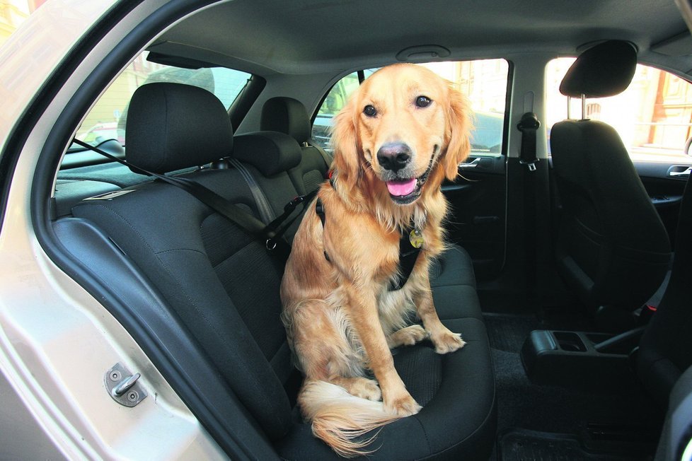 Speciální popruhy se připínají k bezpečnostním pásům. Umožňují psovi v autě na sedačce sedět i ležet, zabrání mu ale ve skákání po celém autě. V případě nehody udrží čtyřnohého miláčka na místě.
