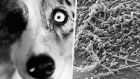 Tři lidé se nakazili psí brucelózou: Jak se zákeřná nemoc projevuje?