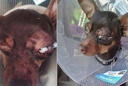 Děti psíkovi nastříkaly kyselinu do očí: Mladá majitelka se zhroutila!