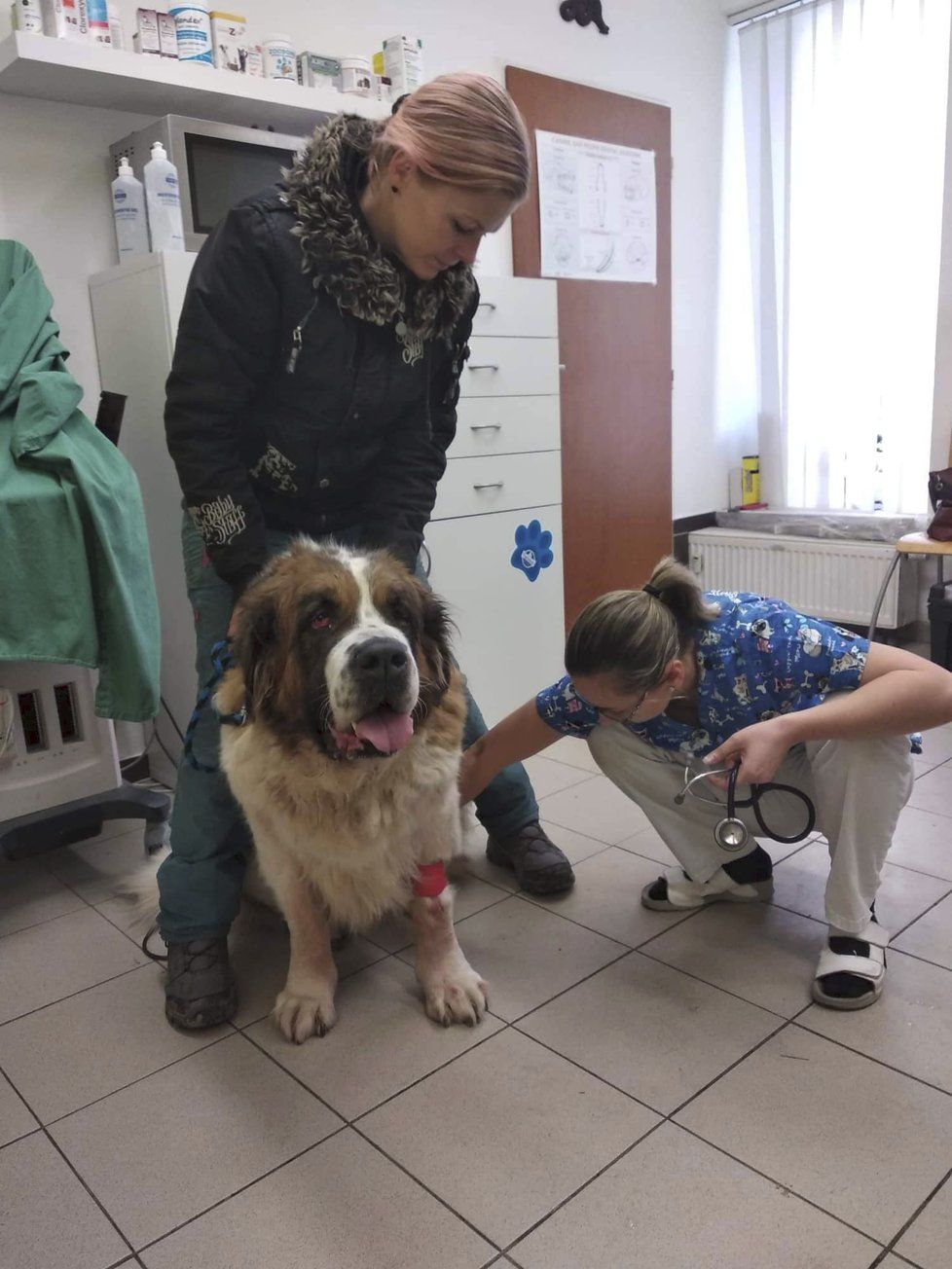 Po převozu hned absolvovala Týna prohlídku u veterinářky