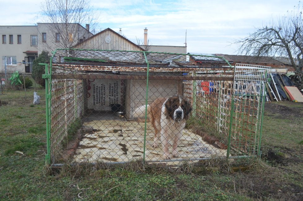 Takhle jsme Týnu objevili, zavřenou v kotci s nemocnýma očima zalepenýma hnisem