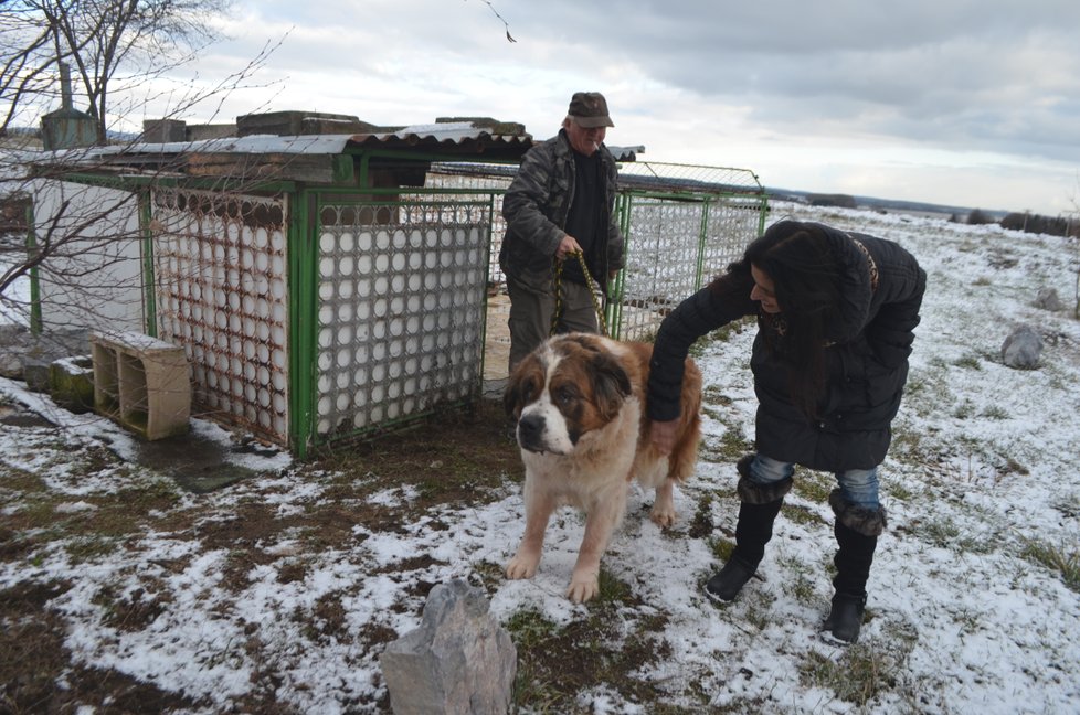 Majitelé se Týny vzdali na základě darovací smlouvy. Předali ji záchranářům z SOS for Pets