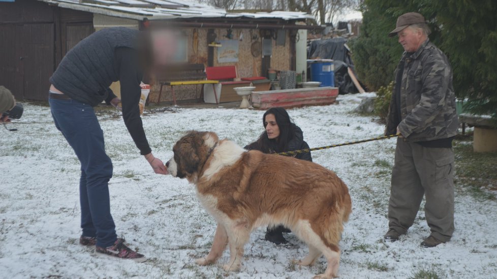 Majitelé se Týny vzdali na základě darovací smlouvy. Předali ji záchranářům z SOS for Pets