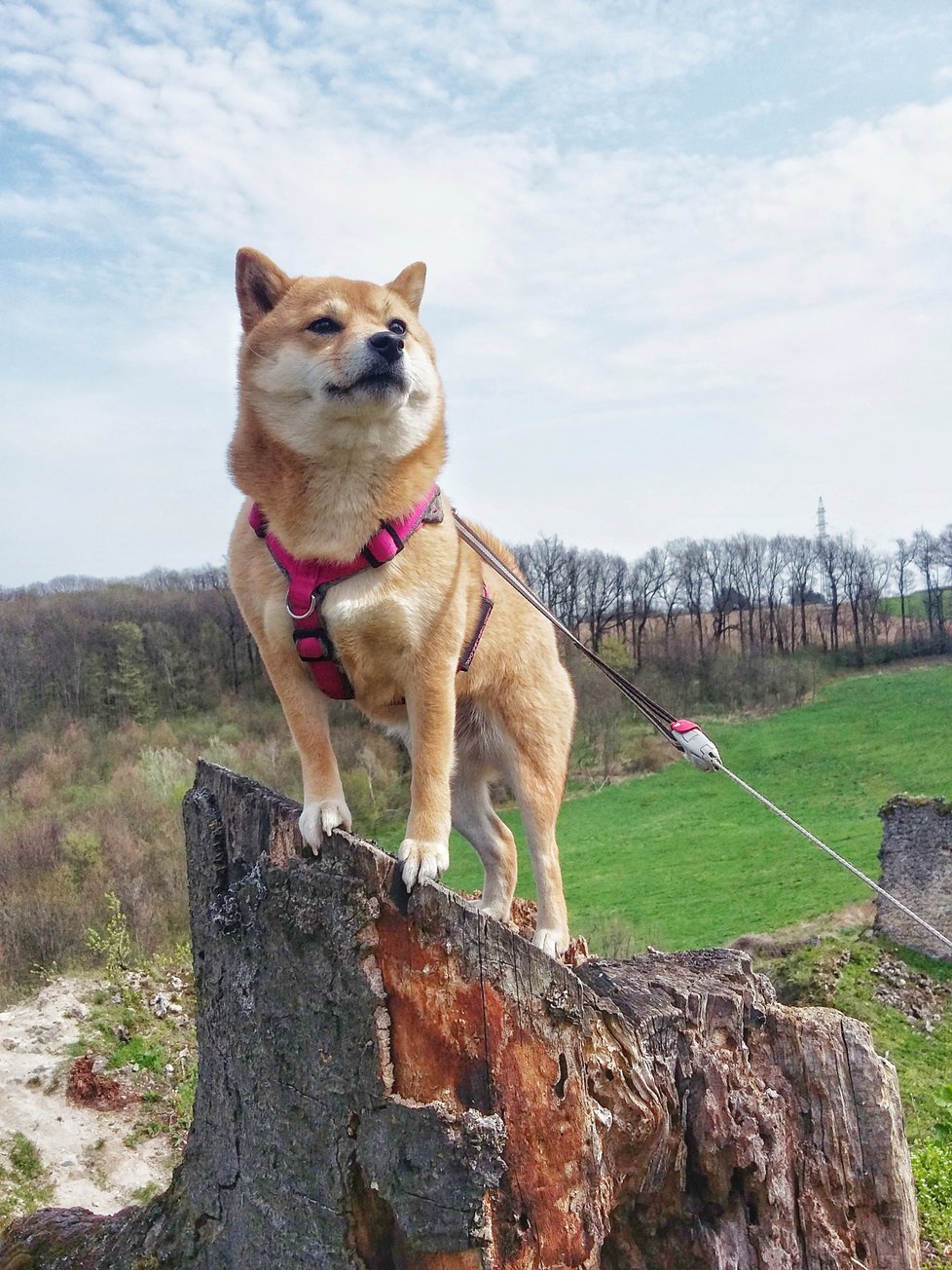 Šejmi je plemeno shiba-inu