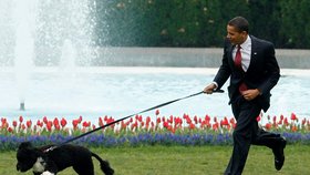 Zemřel oblíbený pes rodiny Obamových, portugalský vodní pes Bo