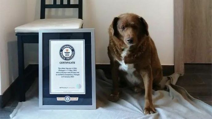 Pes Bobi s certifikátem od Guinness World Records